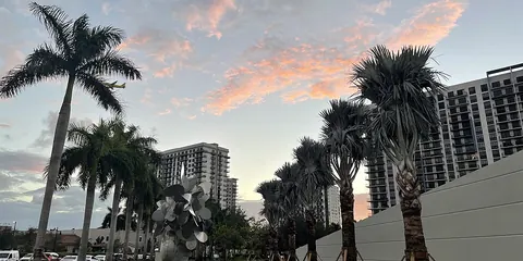Palm-lined street in Downtown Doral